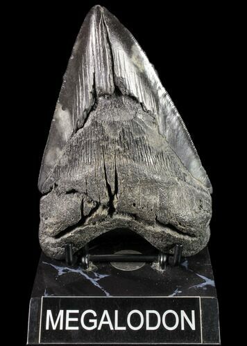 Large, Fossil Megalodon Tooth - Georgia #80072